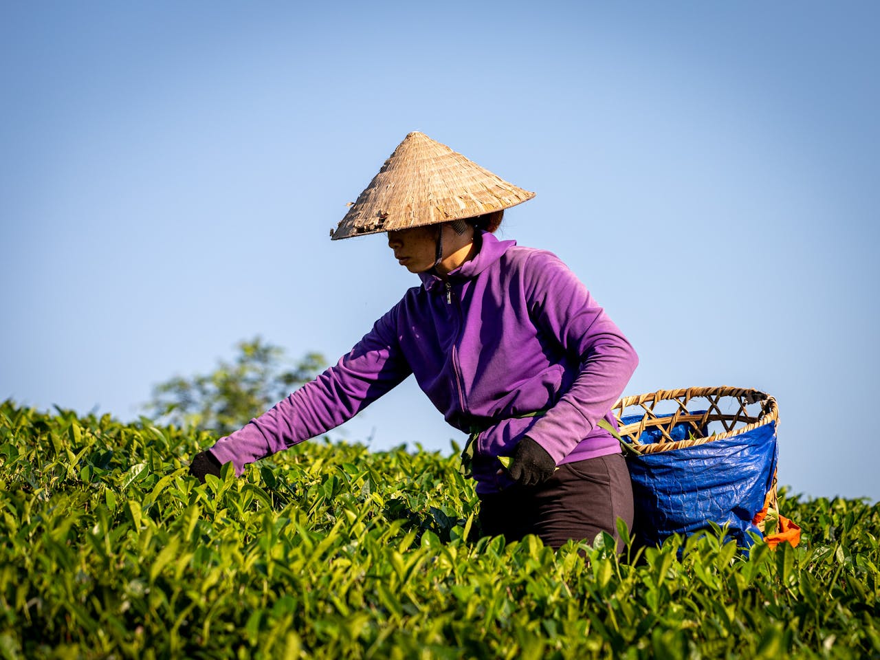 Capture the authentic charm of Vietnam’s lush scene